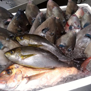 おまかせ日本海の魚介類直送便(水揚げ海域:大和堆)