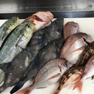 おまかせ日本海の魚介類直送便(水揚げ海域:玄達瀬沖合)