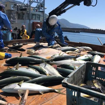 おまかせ日本海の魚介類直送便(越廼漁港:定置網水揚げ)