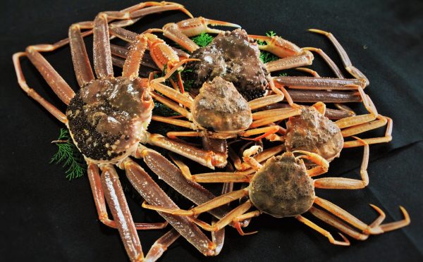 越前ガニの茹蟹【発送可能期間11/10~3/31】