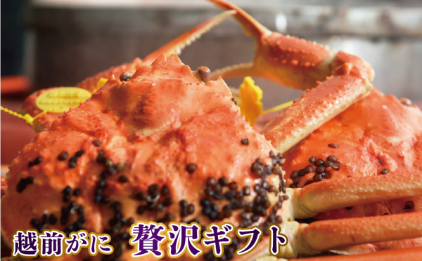 越前ガニ贅沢ギフト
